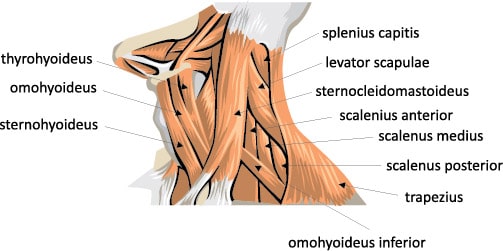 Upper Trapezius and Splenius Capitis massage the entire back of