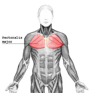 Pectoralis Major