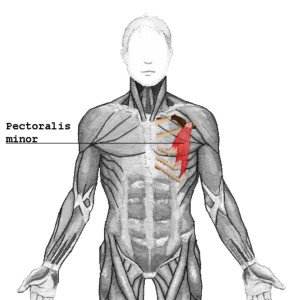 Pectoralis Minor